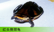  ͷྱ